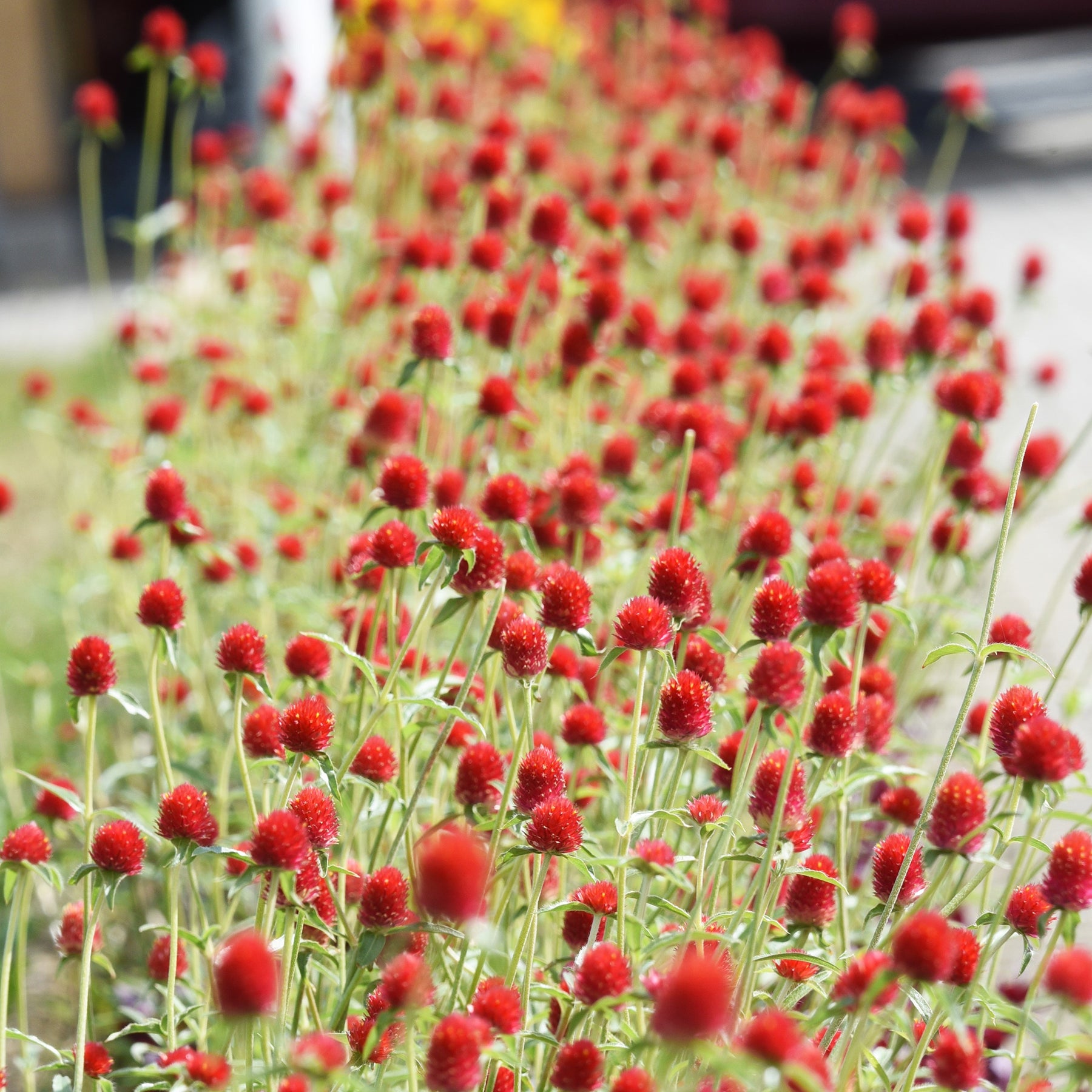 Amarantine écarlate Strawberry fields - Gomphrena haageana Strawberry Fields - Willemse