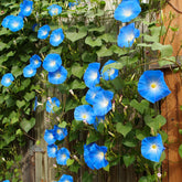 Ipomée à grandes fleurs Heavenly Blue - Willemse