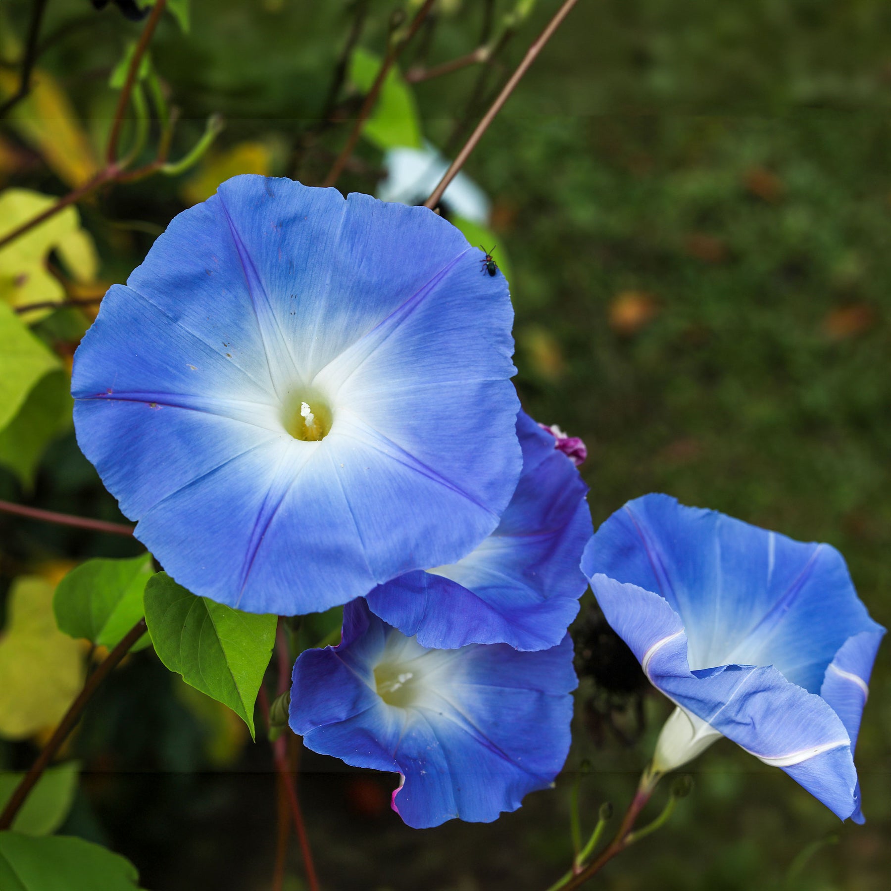 Ipomée à grandes fleurs Heavenly Blue - Ipomoea tricolor heavenly blue - Willemse