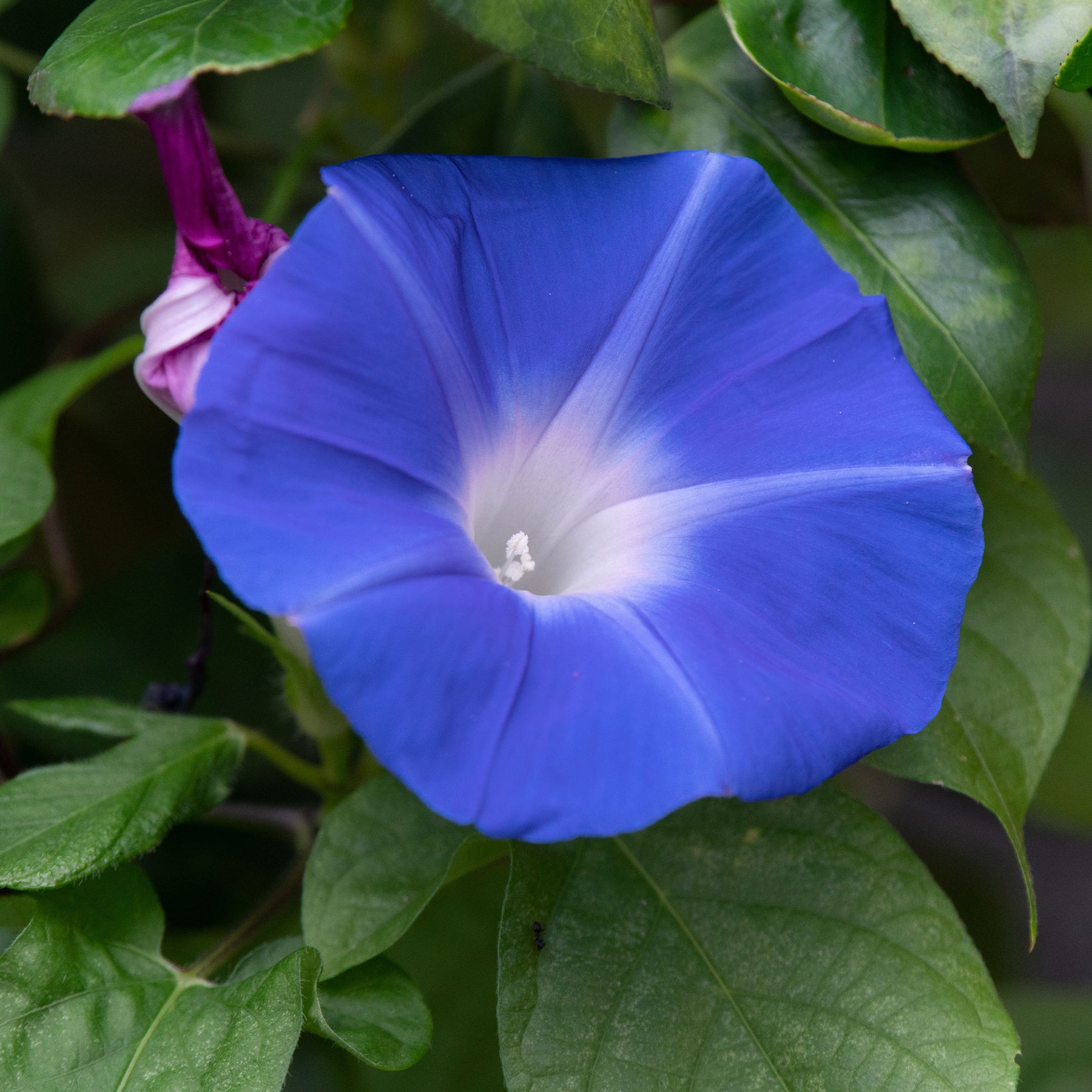 Ipomoea tricolor heavenly blue - Ipomée à grandes fleurs Heavenly Blue - Plantes grimpantes à semer