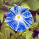 Ipomée à grandes fleurs Flying Saucer - Willemse
