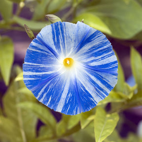 Ipomée à grandes fleurs Flying Saucer - Willemse