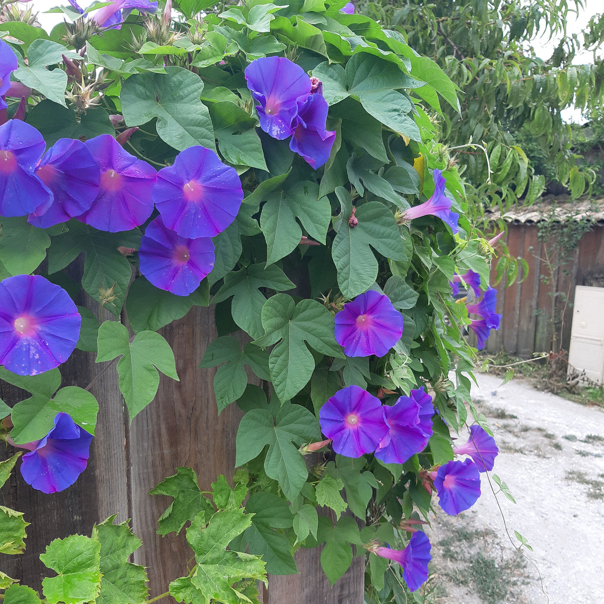 Ipomée à grandes fleurs Grandpa Ott - Ipomoea nil - Willemse