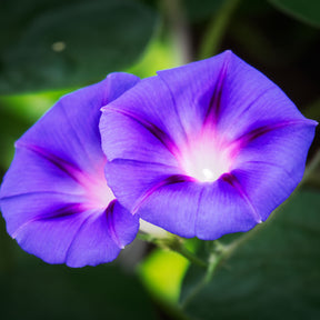 Ipomoea nil - Ipomée à grandes fleurs Grandpa Ott - Plantes grimpantes à semer