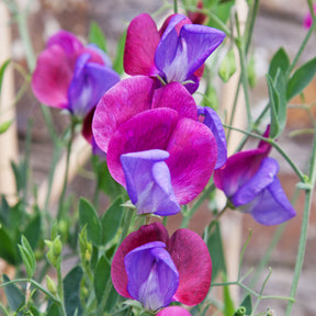 Pois de senteur Cupani's Original 1699 - Lathyrus odoratus grandiflorus cupani's original 1699 - Willemse