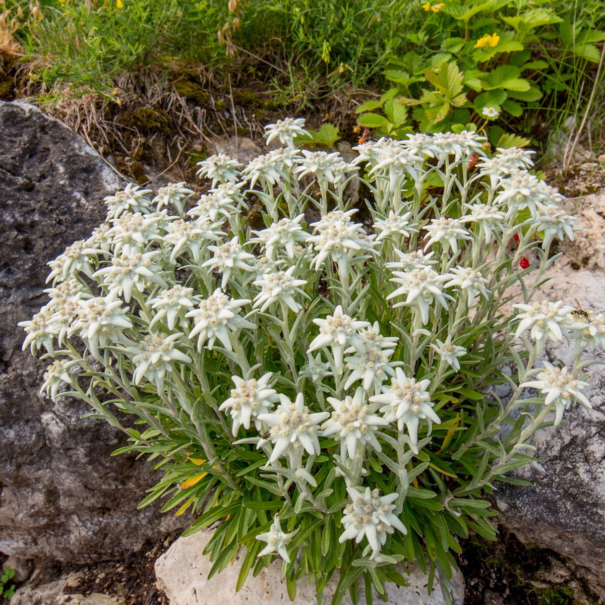 Edelweiss vivace - Willemse