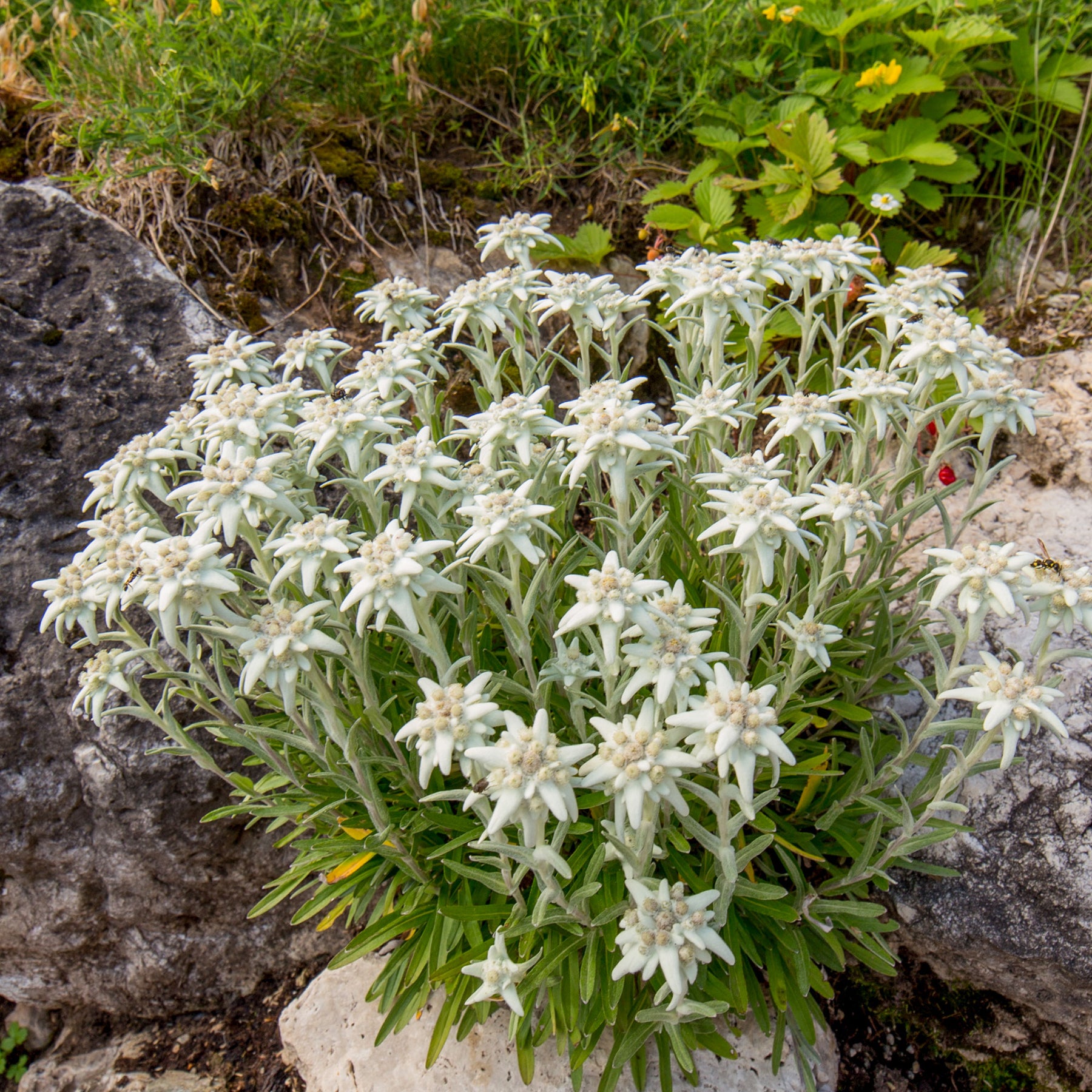 Edelweiss vivace - Willemse