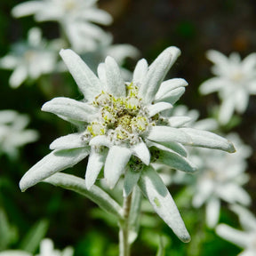Leontopodium alpinum - Edelweiss vivace - Graines de fleurs