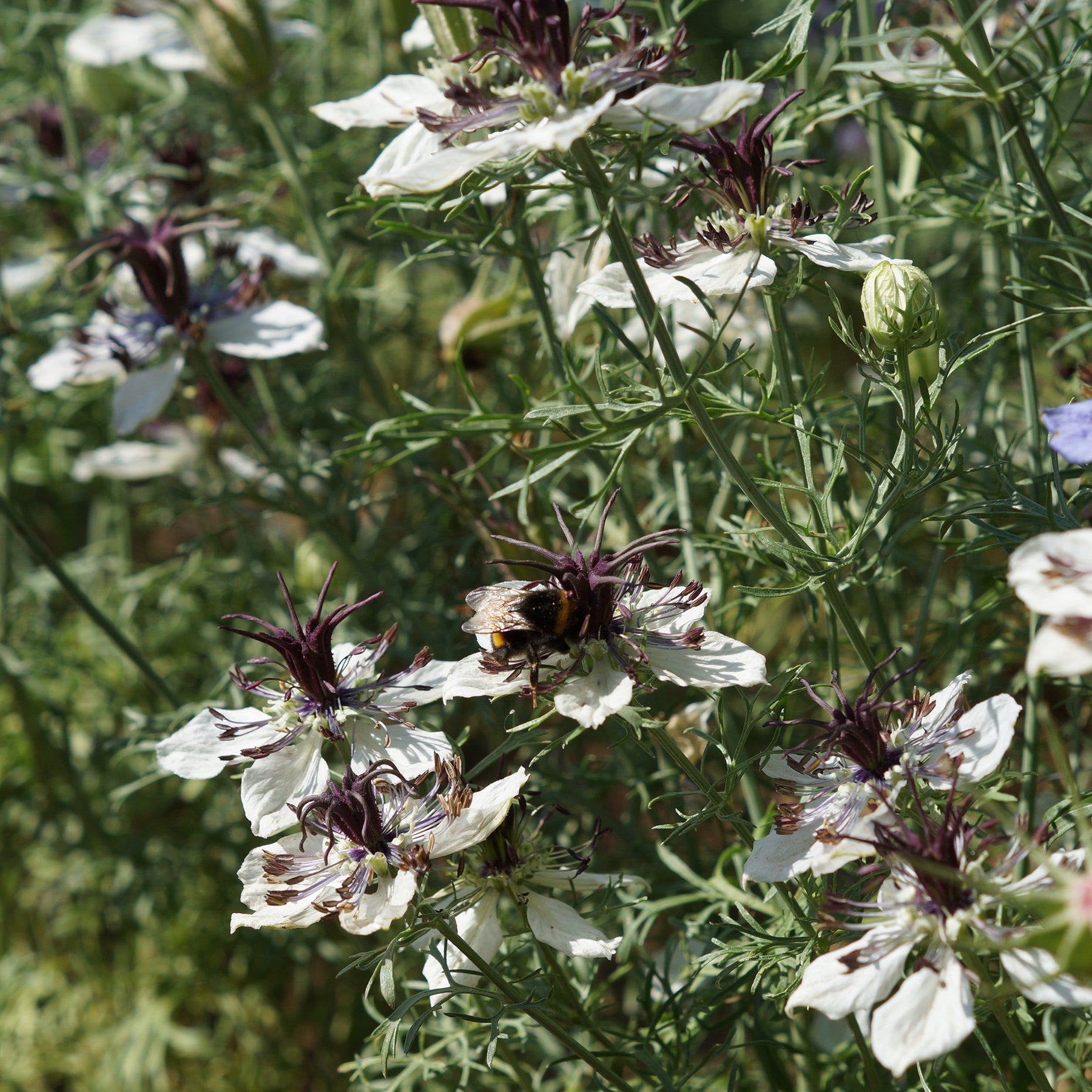 Nigella papillosa - Nigelle d'Espagne African Bride - Nigelle