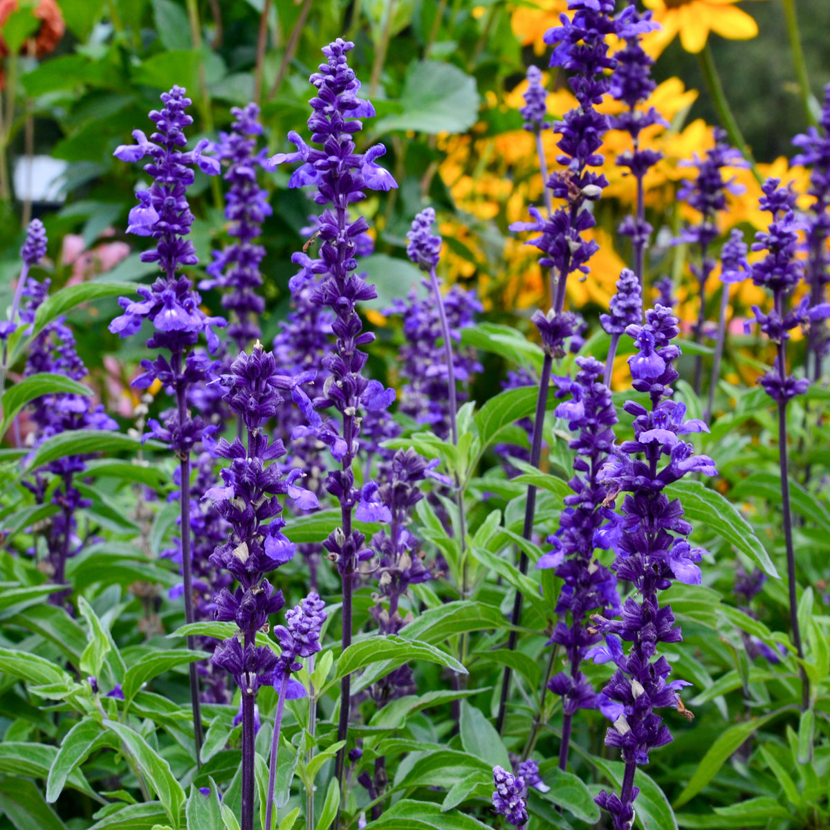 Sauge farineuse Blue Plus - Willemse