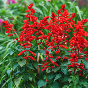 Sauge éclatante Feu de St Jean - Willemse