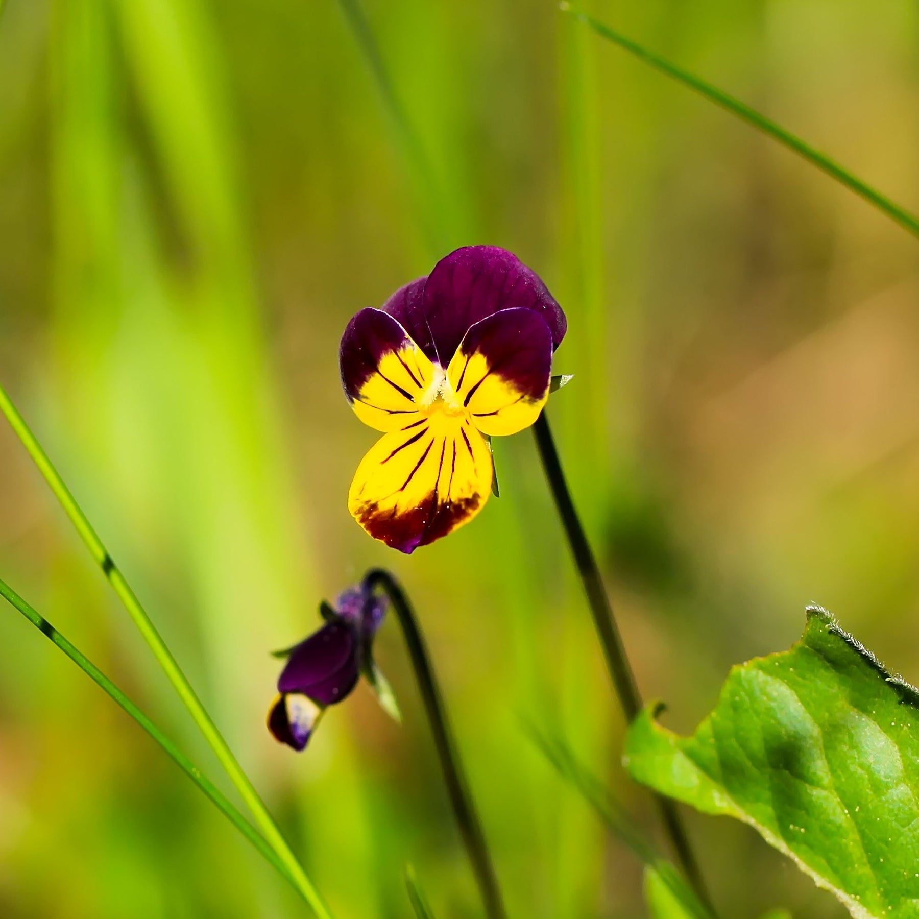 Violette cornue Helen Mount - Pensée - Willemse