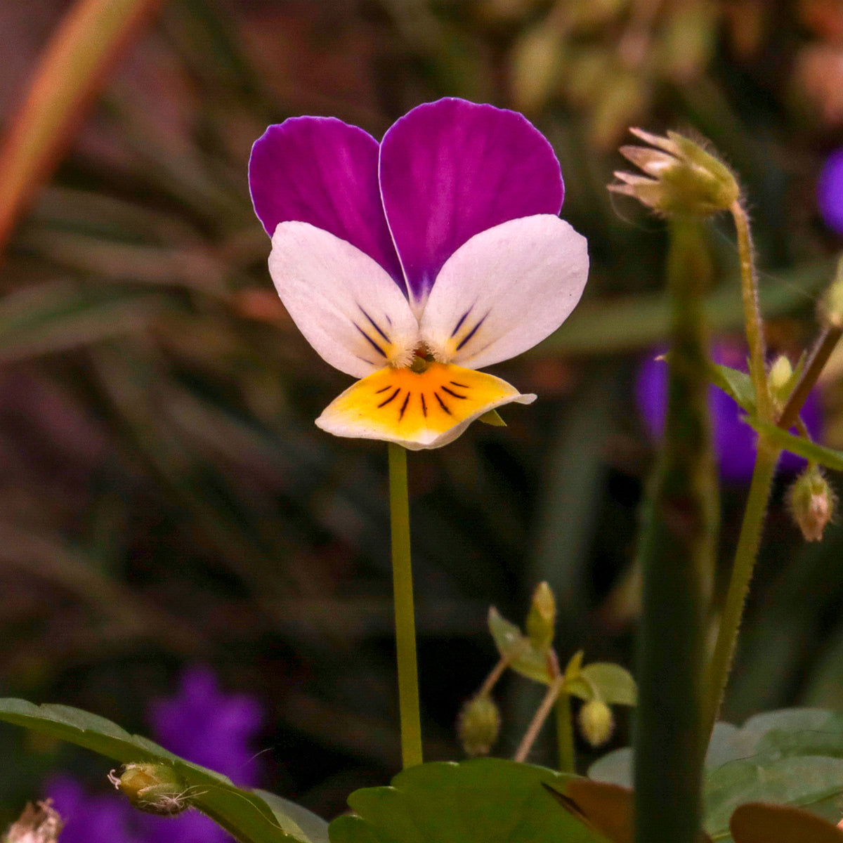 Violette cornue Helen Mount - Pensée - Willemse