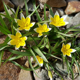 10 Tulipes botaniques Tarda - Willemse