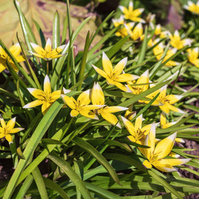 Vente 10 Tulipes botaniques Tarda - Tulipa tarda