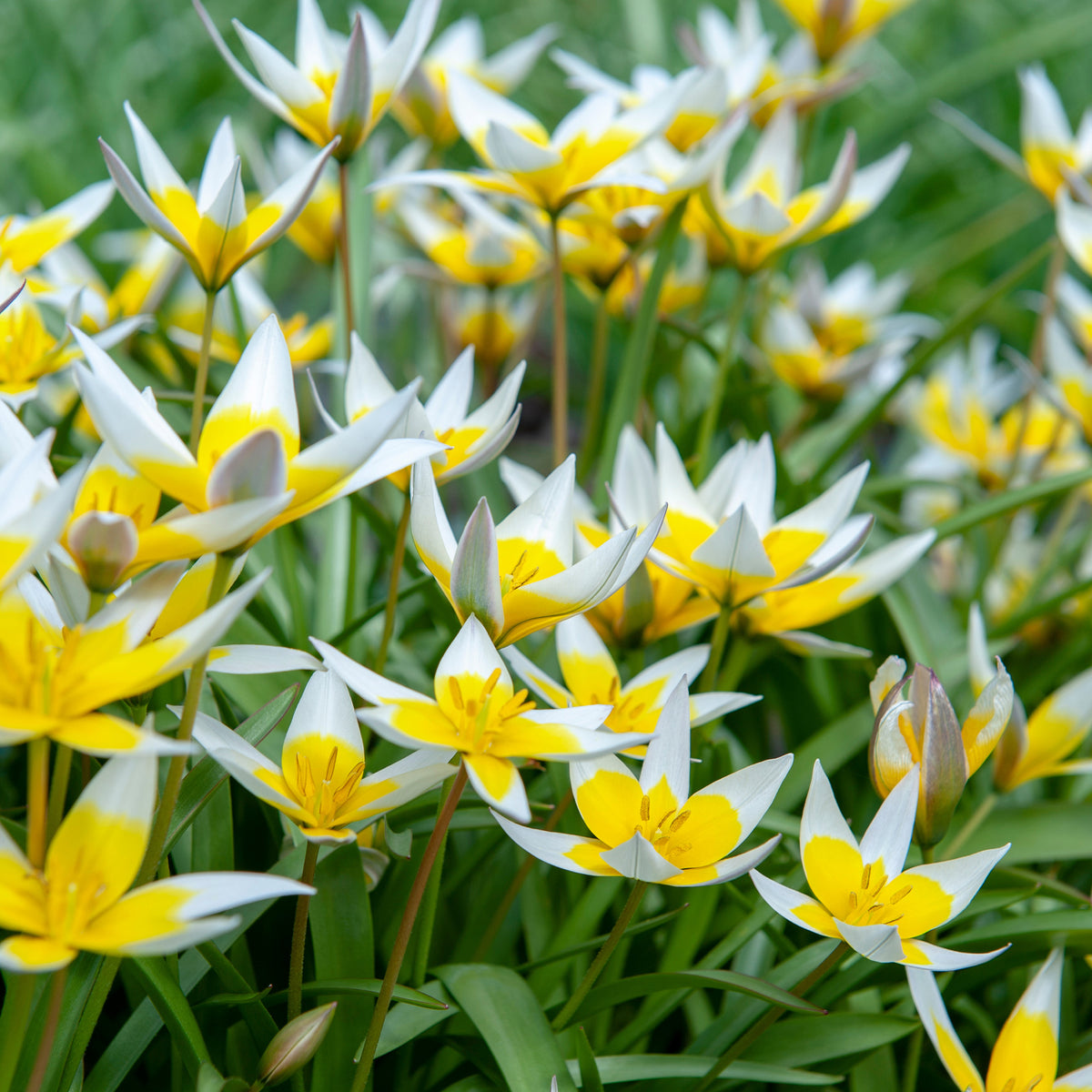 10 Tulipes botaniques Tarda - Tulipa tarda - Willemse