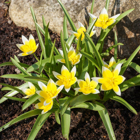 Tulipe - 10 Tulipes botaniques Tarda - Tulipa tarda