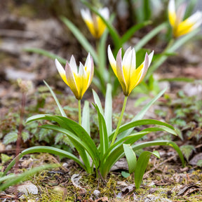 Tulipa tarda - 10 Tulipes botaniques Tarda - Tulipe