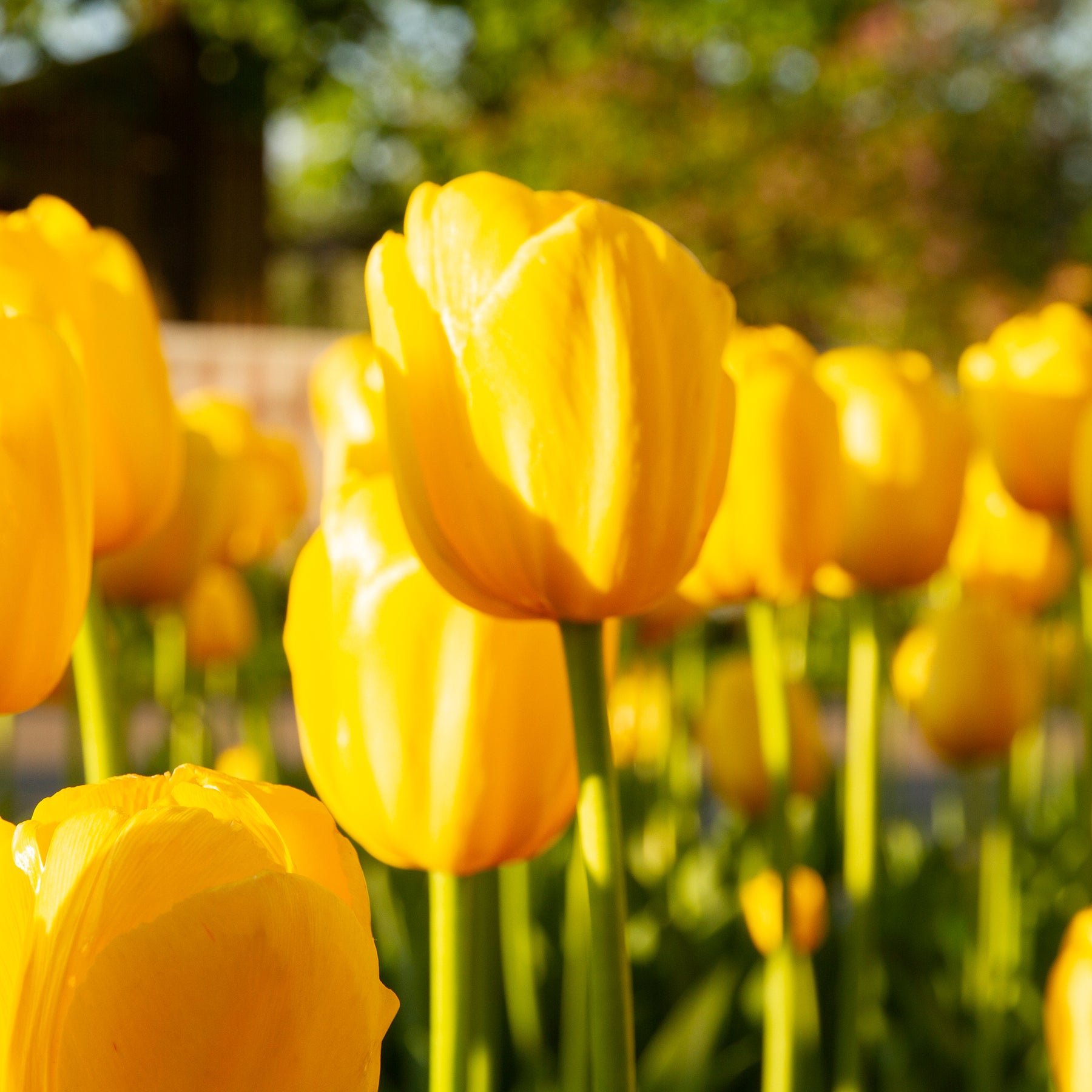 5 Tulipes longues tiges jaunes - Willemse