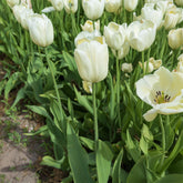 5 Tulipes longues tiges blanches - Willemse