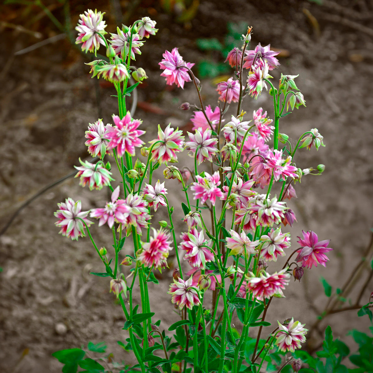Ancolie des jardins Nora Barlow - Aquilegia Nora Barlow - Willemse