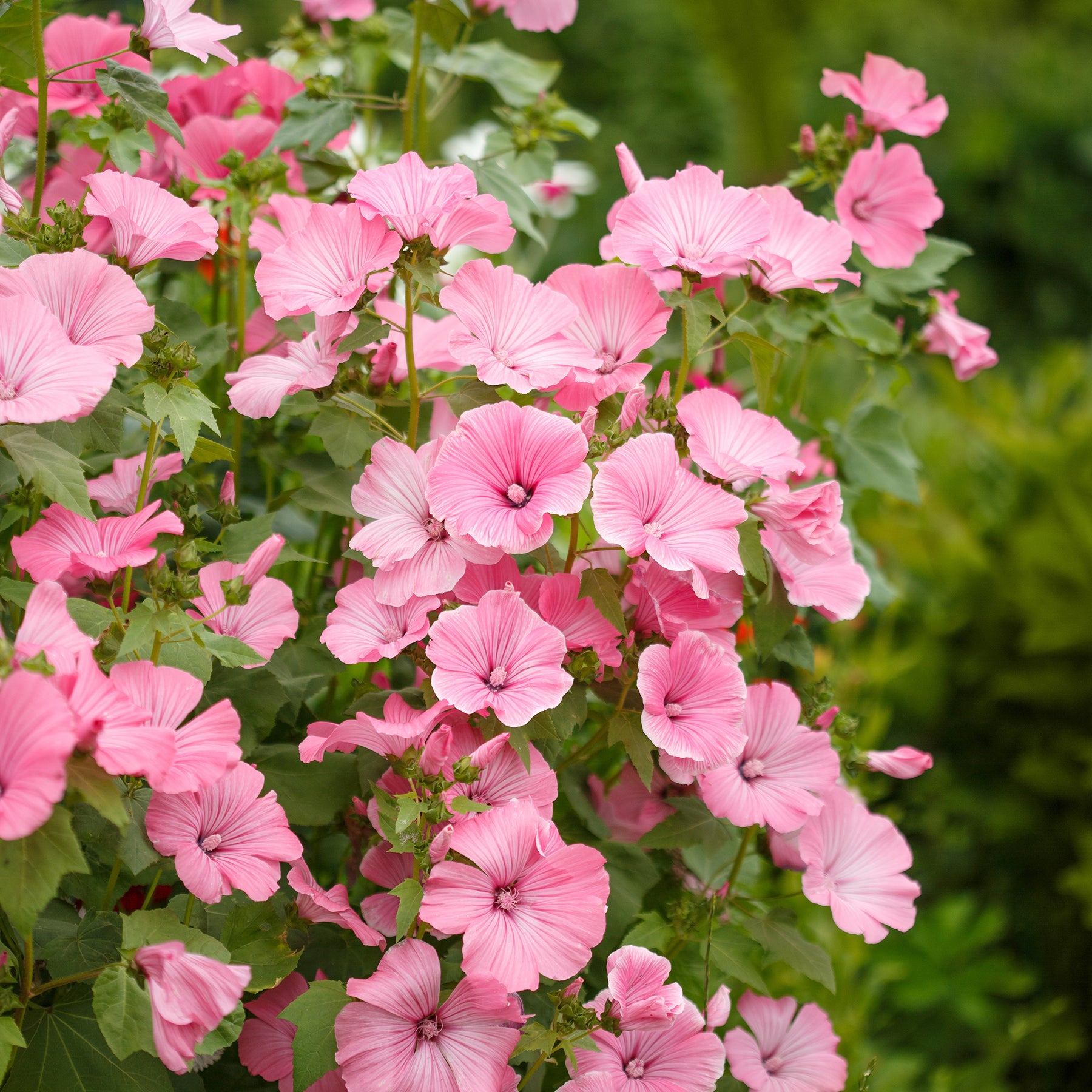 2 Lavatères - Willemse