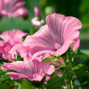 Lavatera - 2 Lavatères - Lavatères