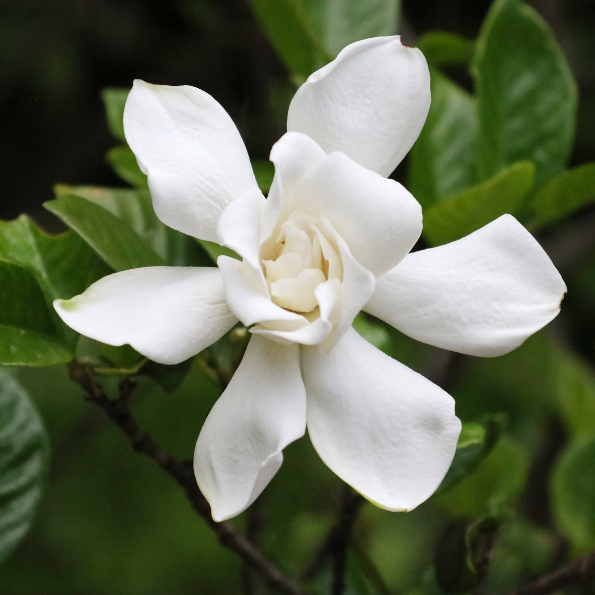 Gardénia Celestial Star