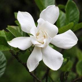Gardénia Celestial Star