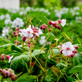 Géraniums vivaces - Géraniums vivaces Spessart - Geranium  macrorrhizum Spessart