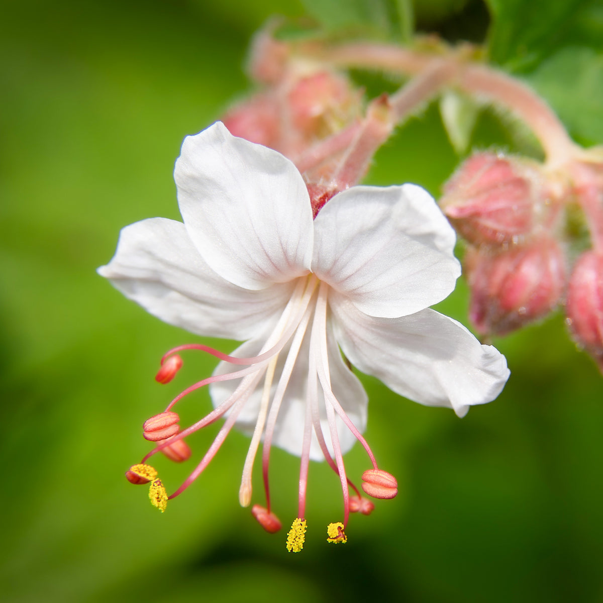 Géraniums vivaces Spessart - Geranium  macrorrhizum Spessart - Willemse