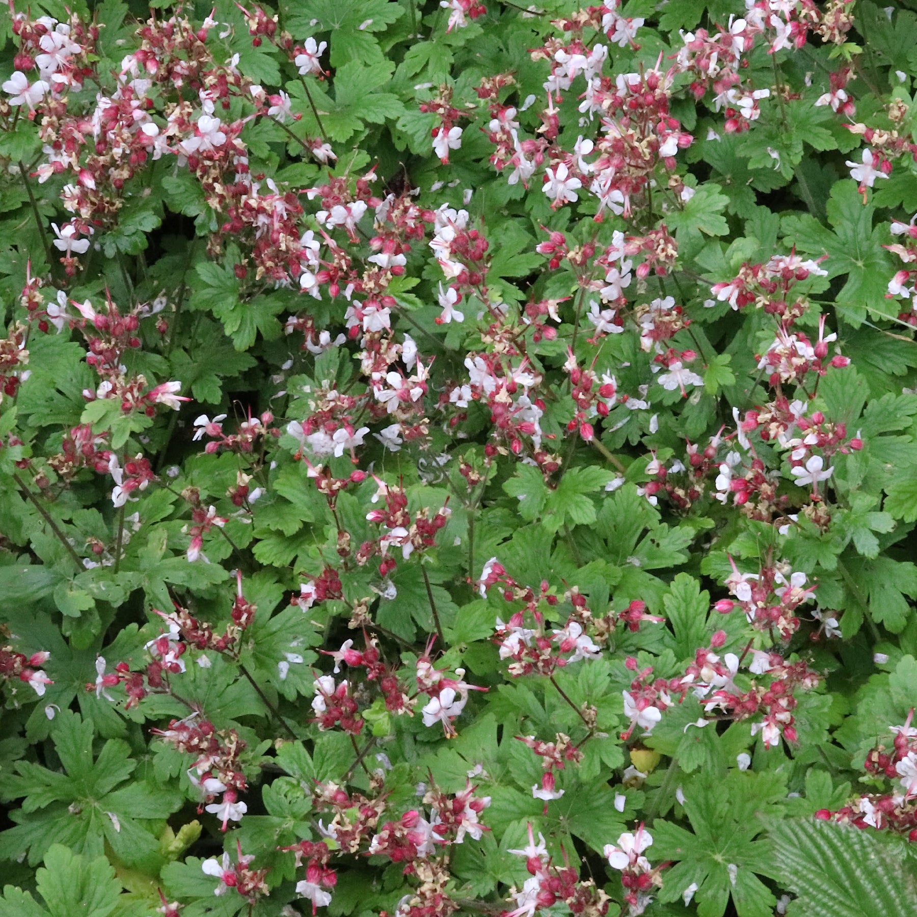 Geranium  macrorrhizum Spessart - Géraniums vivaces Spessart - Géraniums vivaces