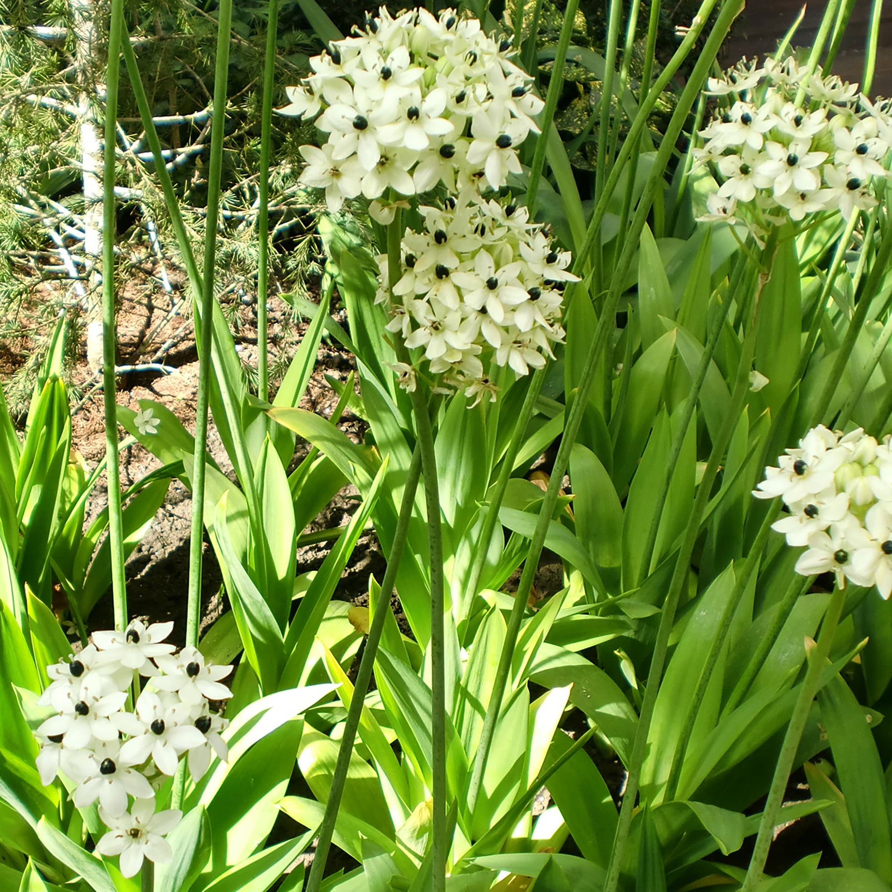 Ornithogalum saundersiae - 3 Ornithogales - Etoile de Bethléem - Ornithogale