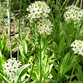 Ornithogalum saundersiae - 3 Ornithogales - Etoile de Bethléem - Ornithogale
