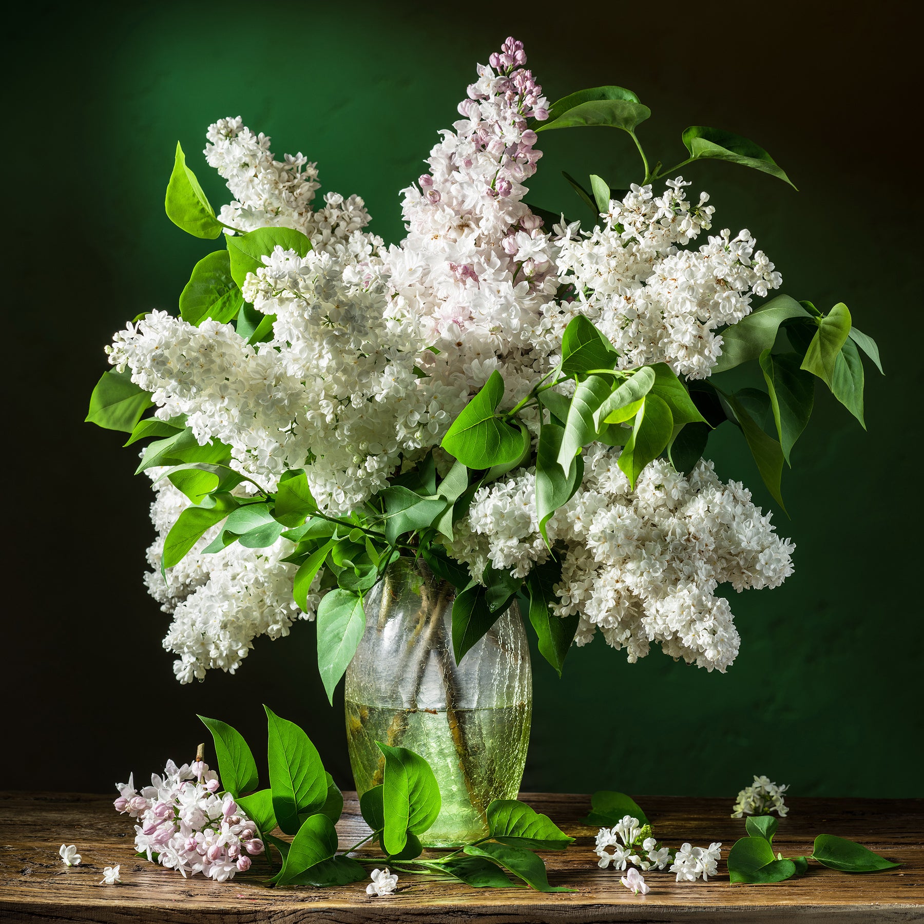 Syringa vulgaris Madame Lemoine - Lilas double blanc - Lilas