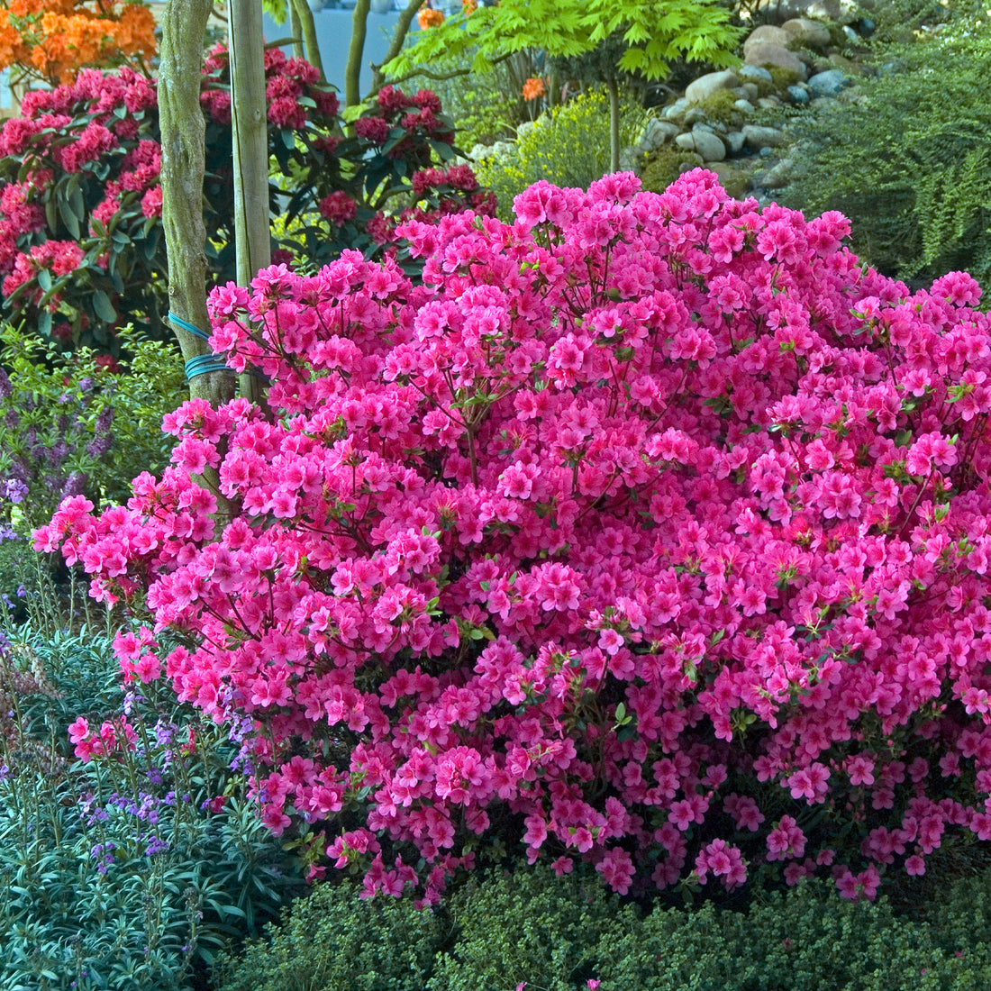 Azalée du Japon rose - Azalea japonica pink