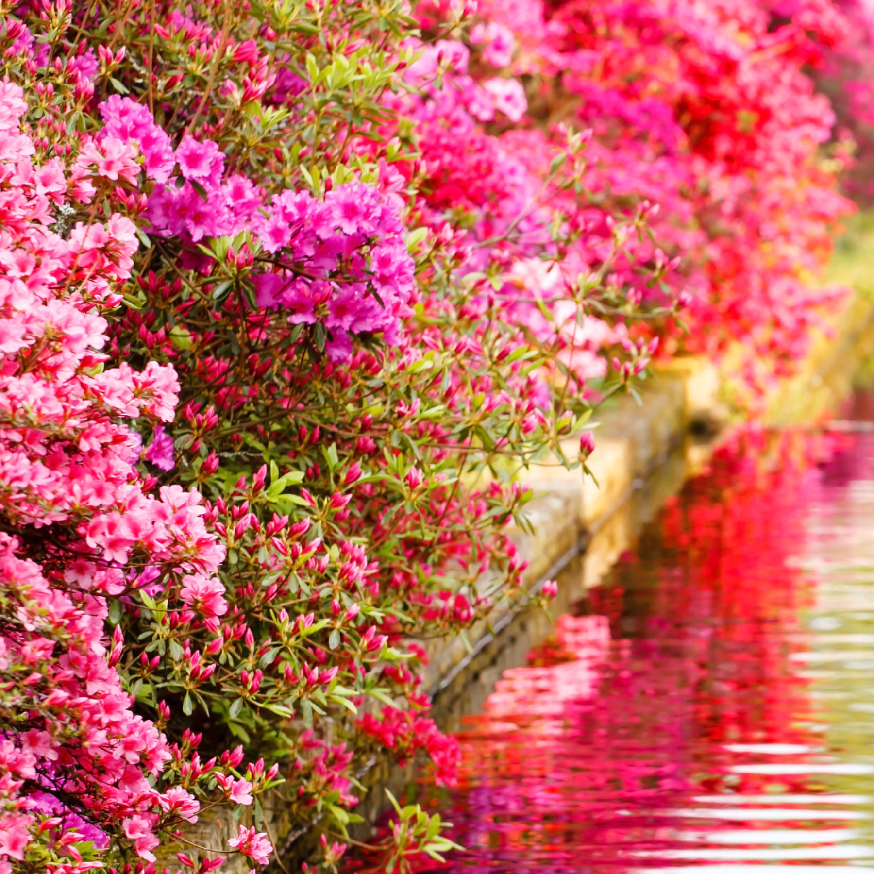 Azalée du Japon rose