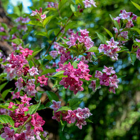 Weigelias - Weigelia Pink Princess - Weigela pink princess