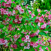 Weigelia Pink Princess - Willemse
