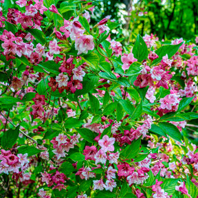 Weigelia Pink Princess - Weigela pink princess - Willemse
