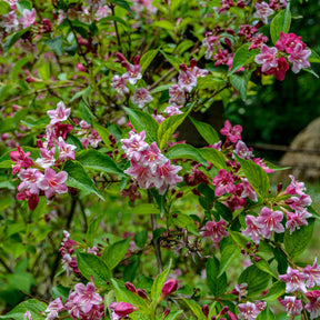 Weigela pink princess - Weigelia Pink Princess - Weigelias