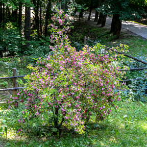 Weigelia Pink Princess - Weigela pink princess - Willemse
