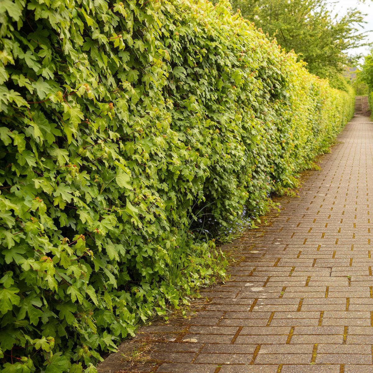 Haie de 10 Erables champêtre - Acer campestre - Willemse