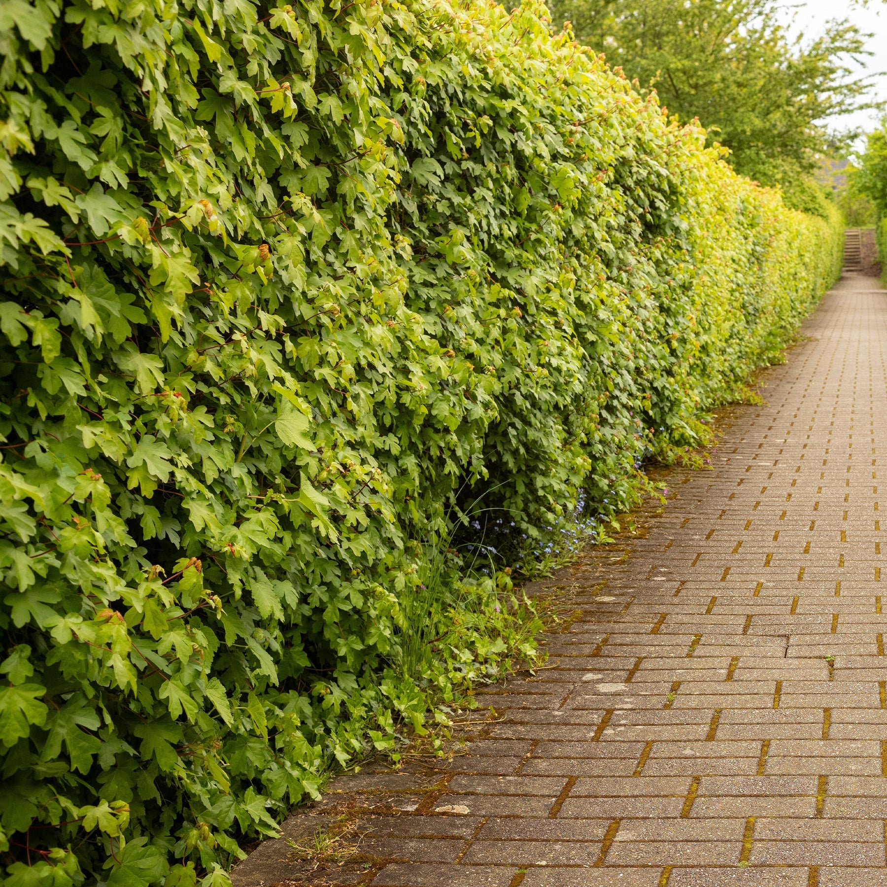 Haie de 10 Erables champêtre - Acer campestre - Willemse