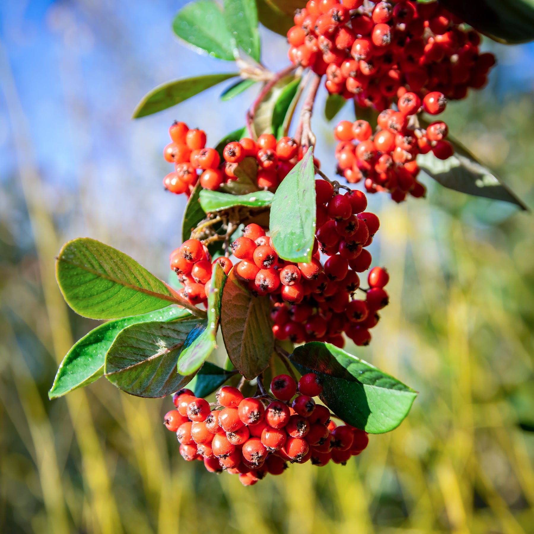Cotoneaster Lacteus - Cotoneaster lacteus - Willemse