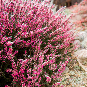 Bruyère d'été Marlies - Calluna vulgaris marlies - Willemse