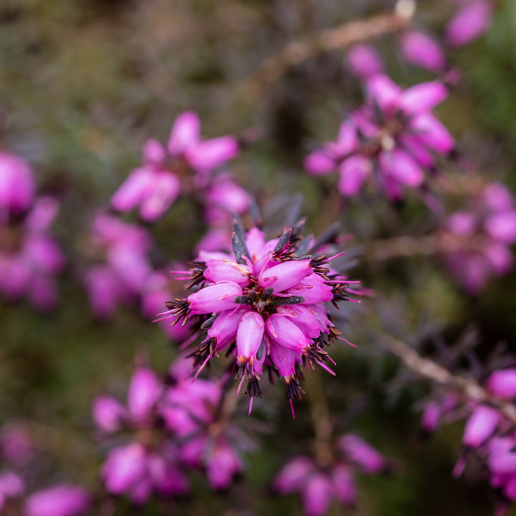 Erica darleyensis j.w porter - Bruyère d'hiver J.W. Porter - Bruyère d'hiver