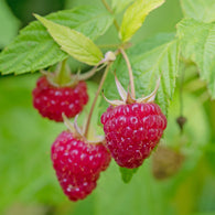 Framboisier Zeva - Willemse