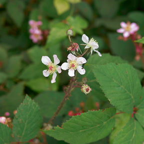 Framboisier - Framboisier Zeva - Rubus idaeus zeva