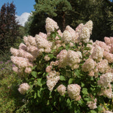 Hortensia paniculé Phantom - Willemse